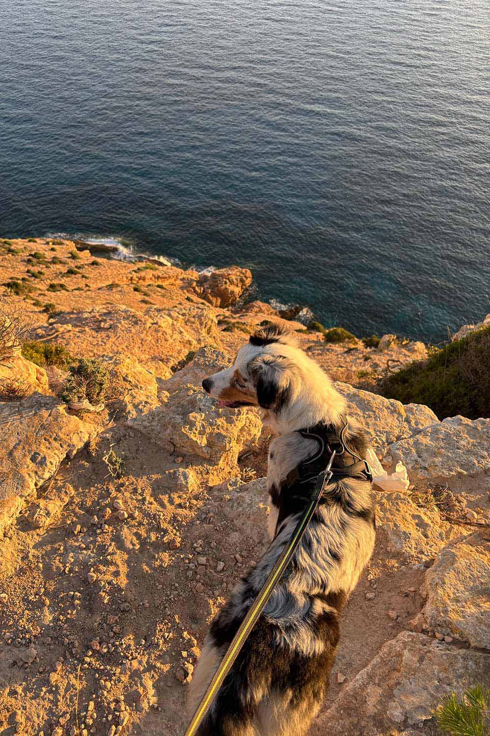 mallorca-bunker-dog