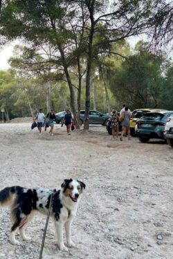 calo-den-monjo-mallorca-parken
