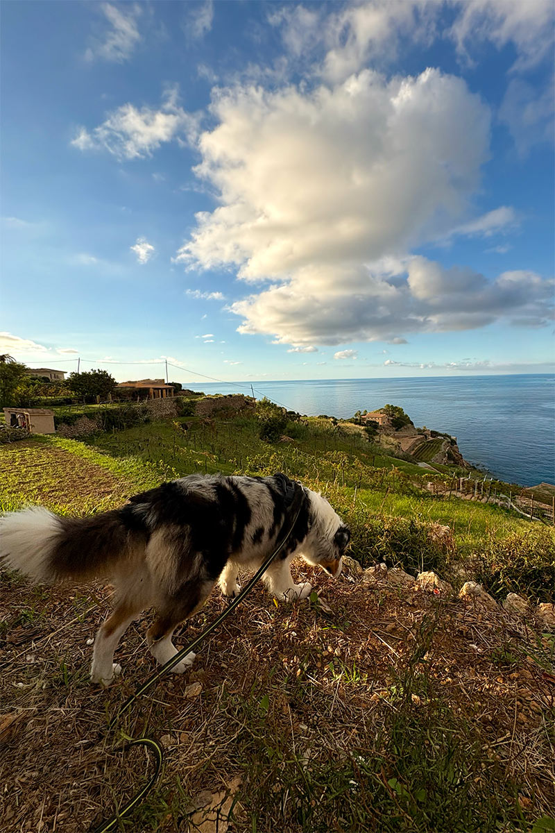 Banyalbufar-Ausblick-Lilly